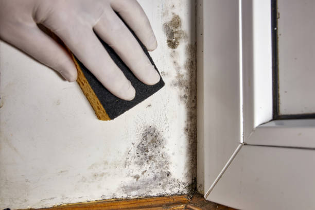 Best Crawl Space Mold Remediation  in Arlington, OH