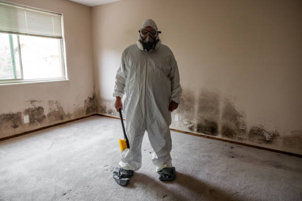Reliable Arlington, OH Mold Removal Solutions